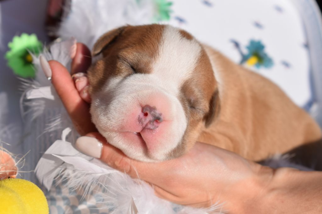 Of Passion Amstaff  - American Staffordshire Terrier - Portée née le 29/03/2020