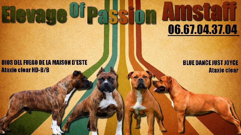 Of Passion Amstaff  - American Staffordshire Terrier - Portée née le 05/10/2013