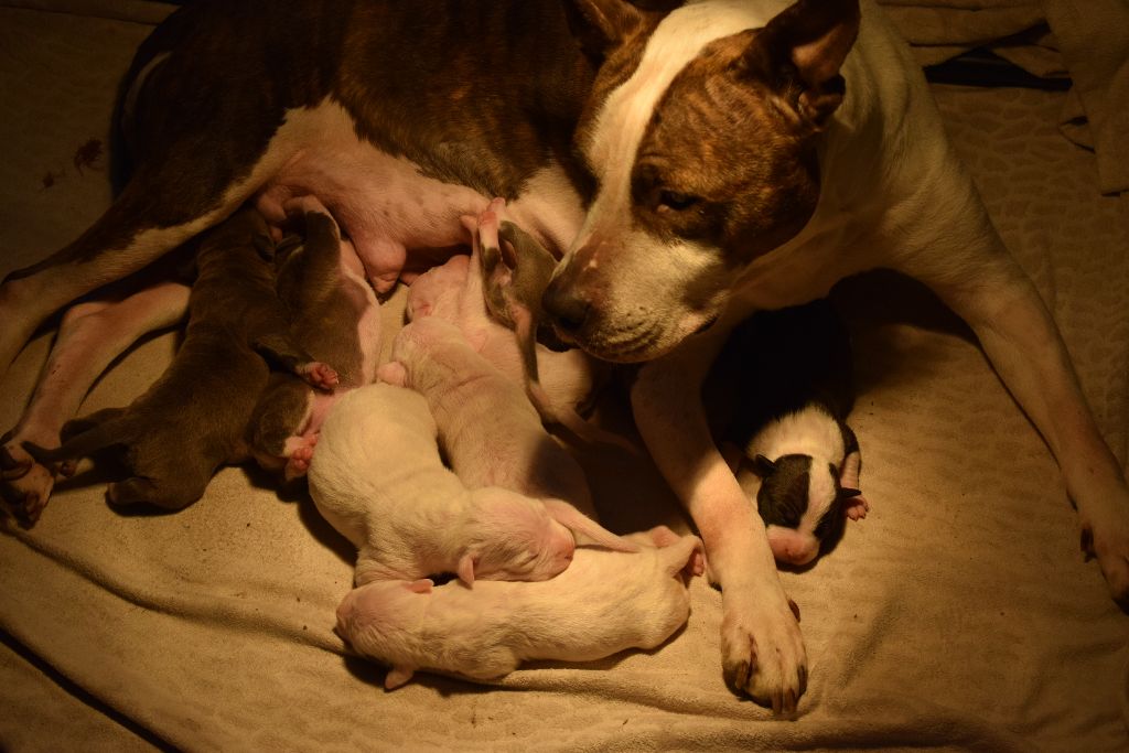 Of Passion Amstaff  - American Staffordshire Terrier - Portée née le 11/03/2018