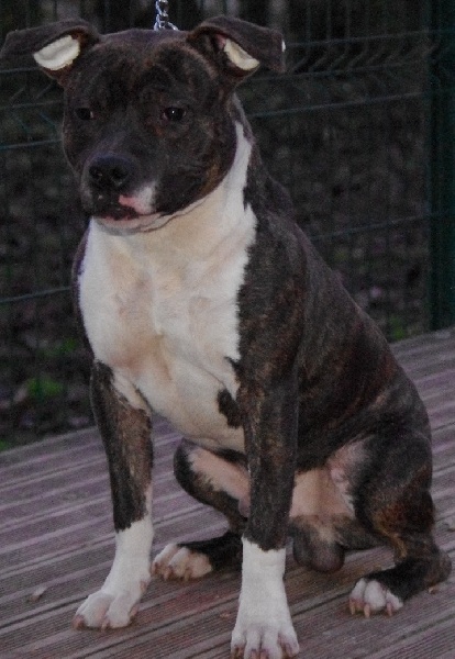 Gang star boycka Of Passion Amstaff