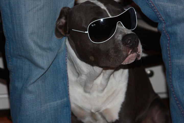 Fat kenzo Of Passion Amstaff