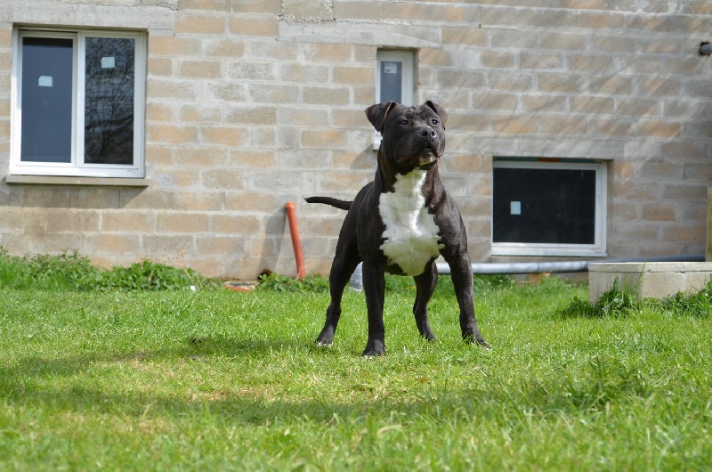 Of Passion Amstaff  Good lady's gdp