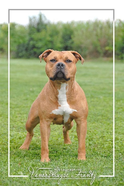 Blue Dance Just joyce