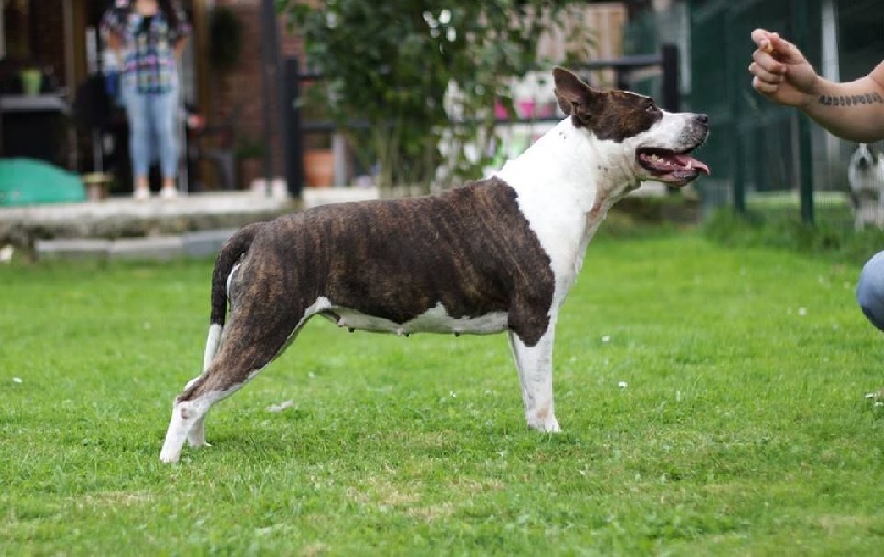 Hanieshka lya zvezda Of Passion Amstaff 