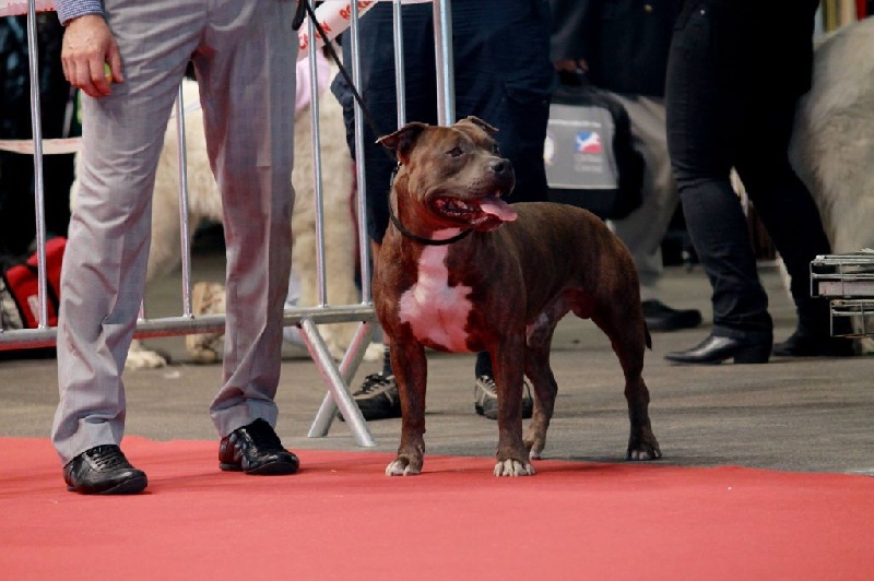 Hürkan Of Passion Amstaff 