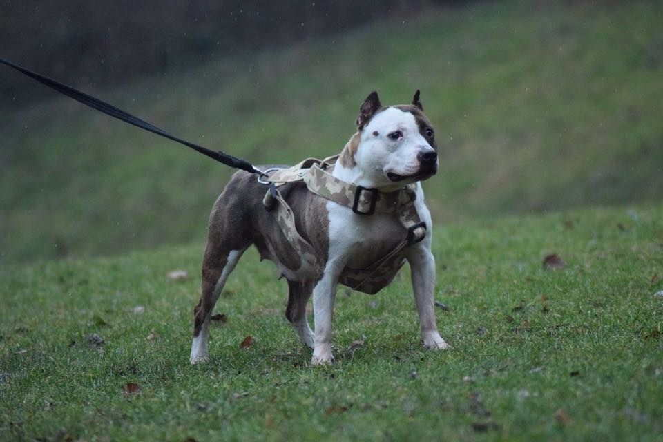 Elishka Of Passion Amstaff 