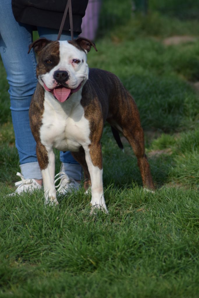 CH. Nastasya'shka the best of Blue fawn diamond