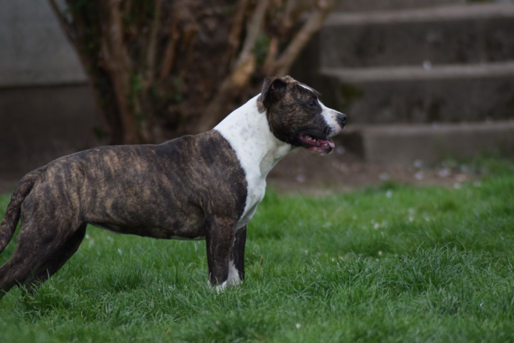 Phoebe Of Passion Amstaff 