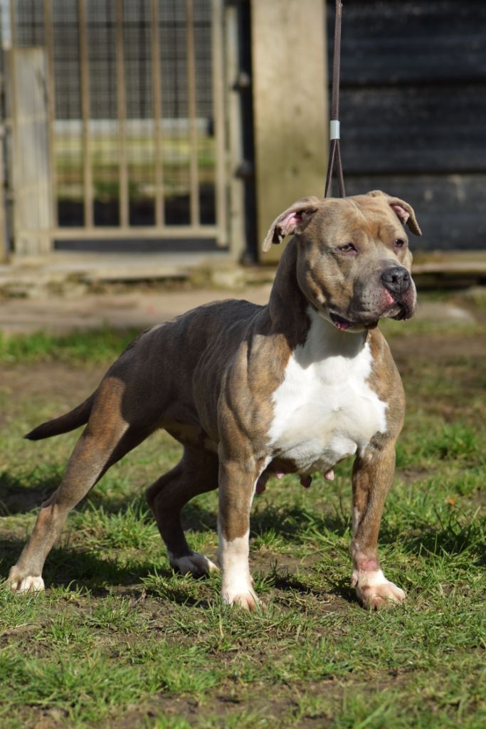 Niki Of Passion Amstaff 