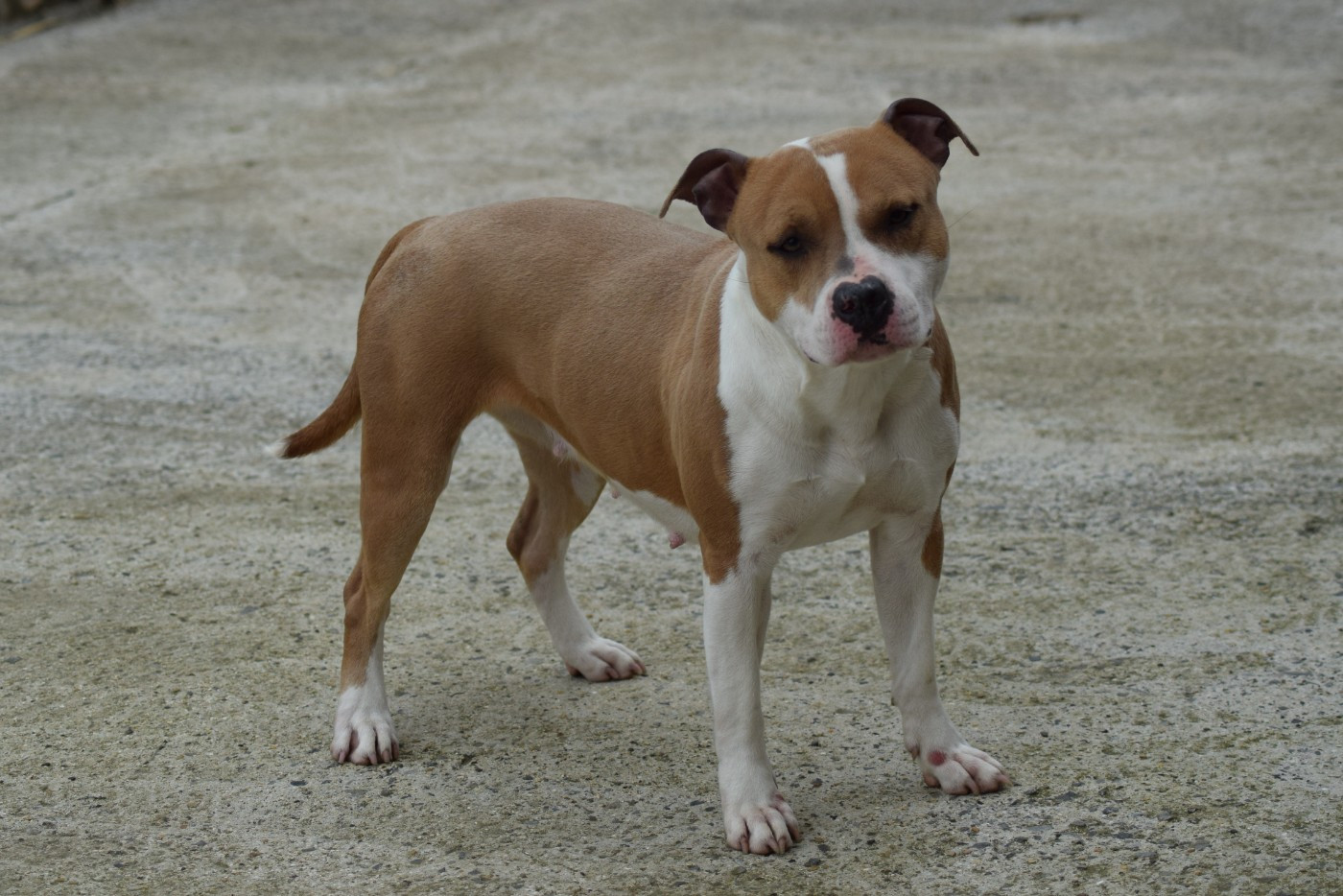 Vypers Of Passion Amstaff