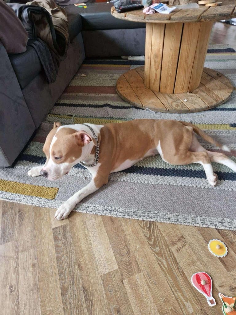 Vypers Of Passion Amstaff 