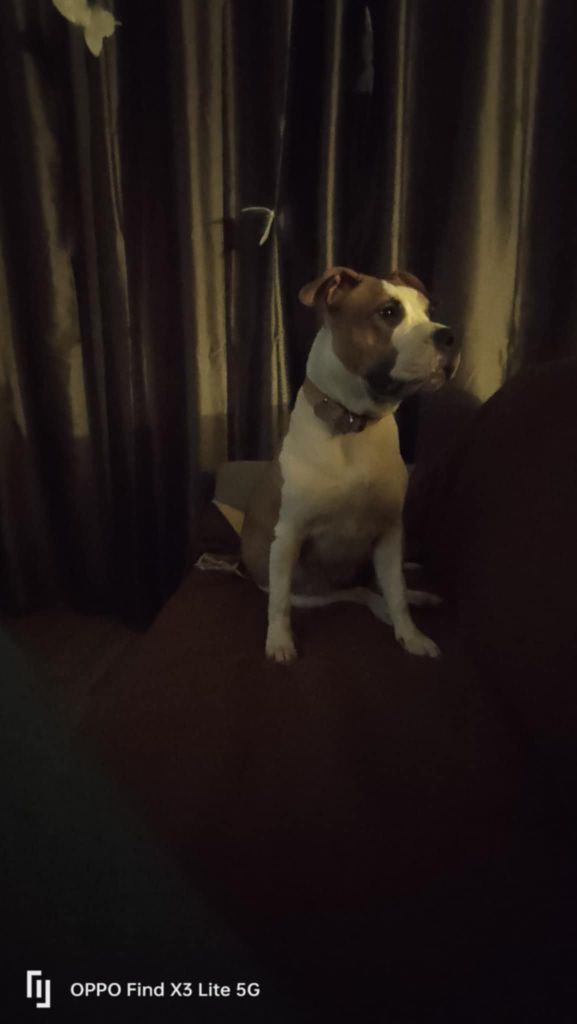 Volcana una Of Passion Amstaff 