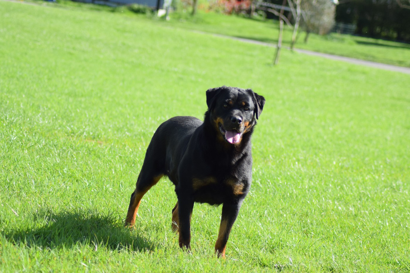 Uta Of Passion Amstaff 