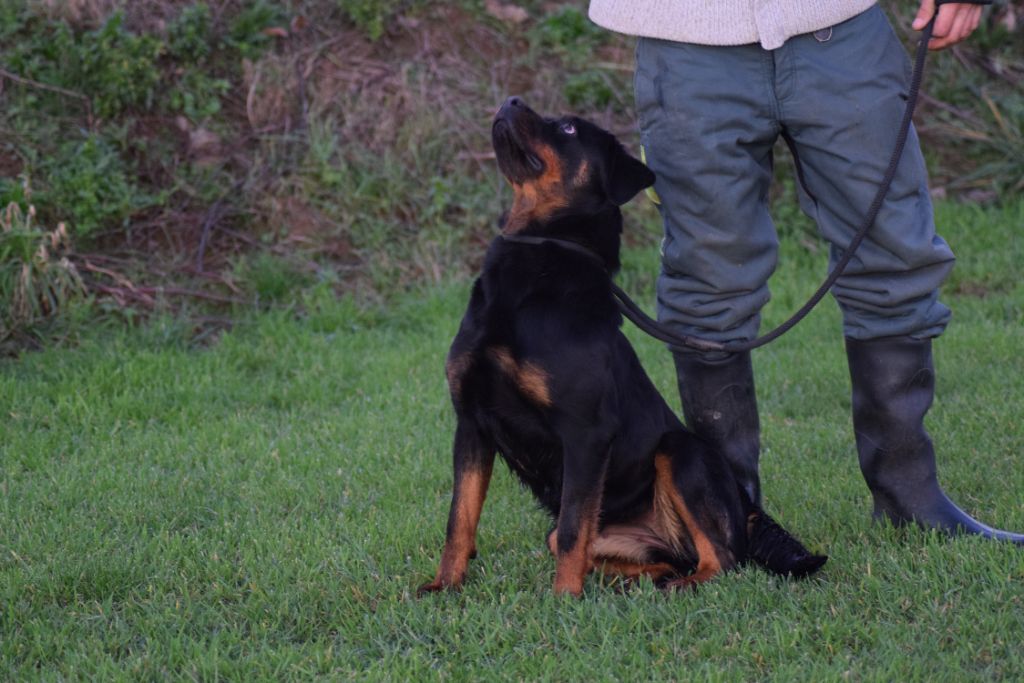 Uta Of Passion Amstaff 