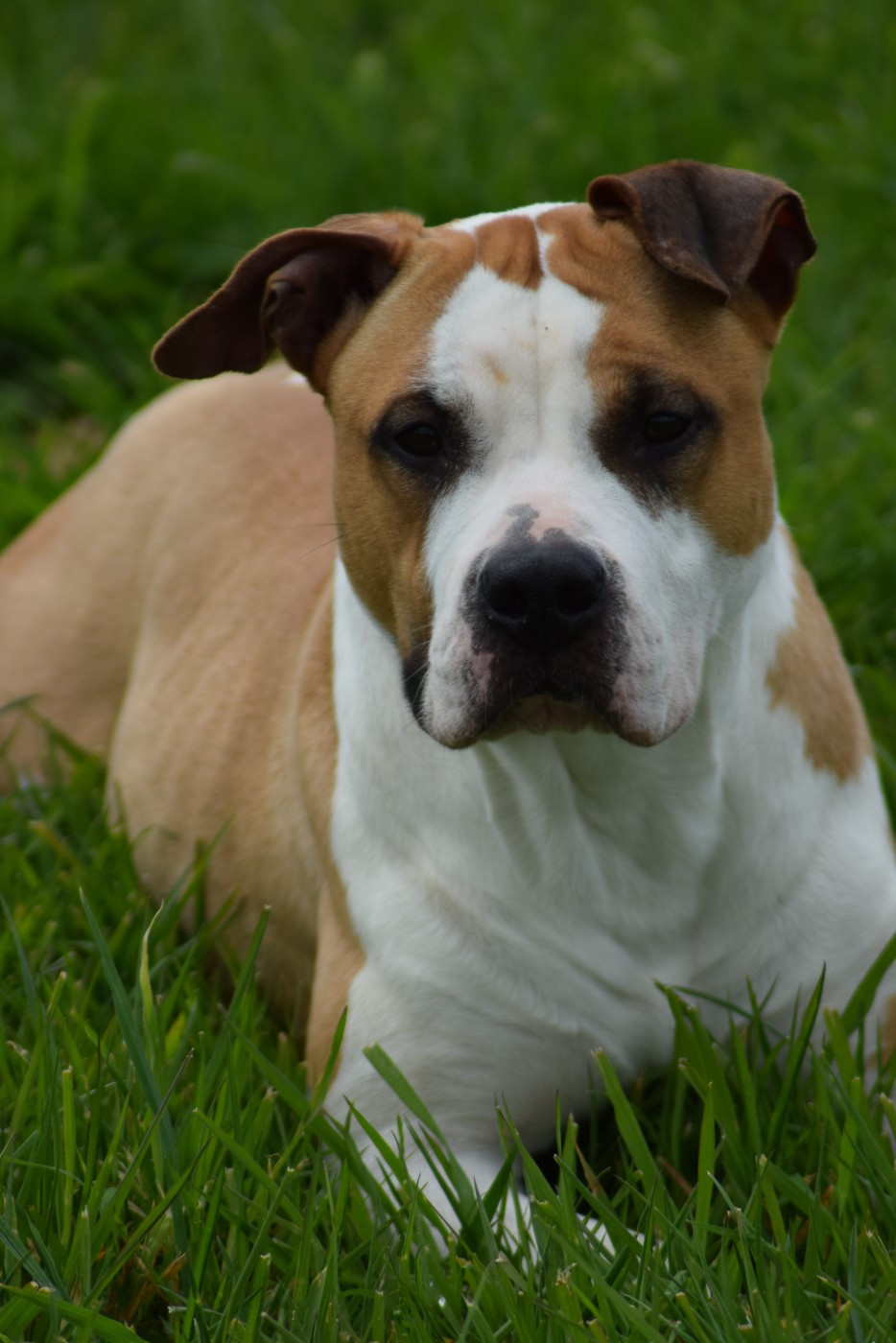 Volcana una Of Passion Amstaff 