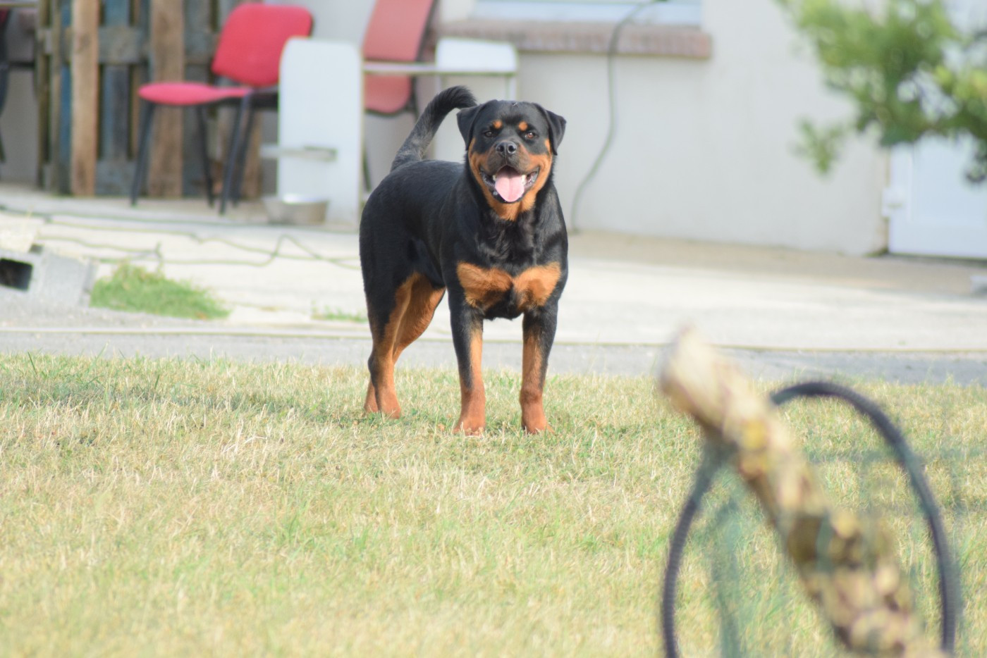 Athos Of Passion Amstaff 