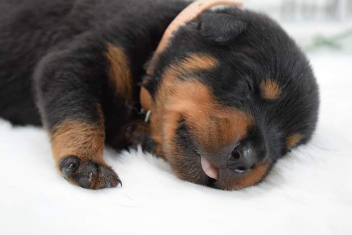 Of Passion Amstaff  - Rottweiler - Portée née le 22/08/2022