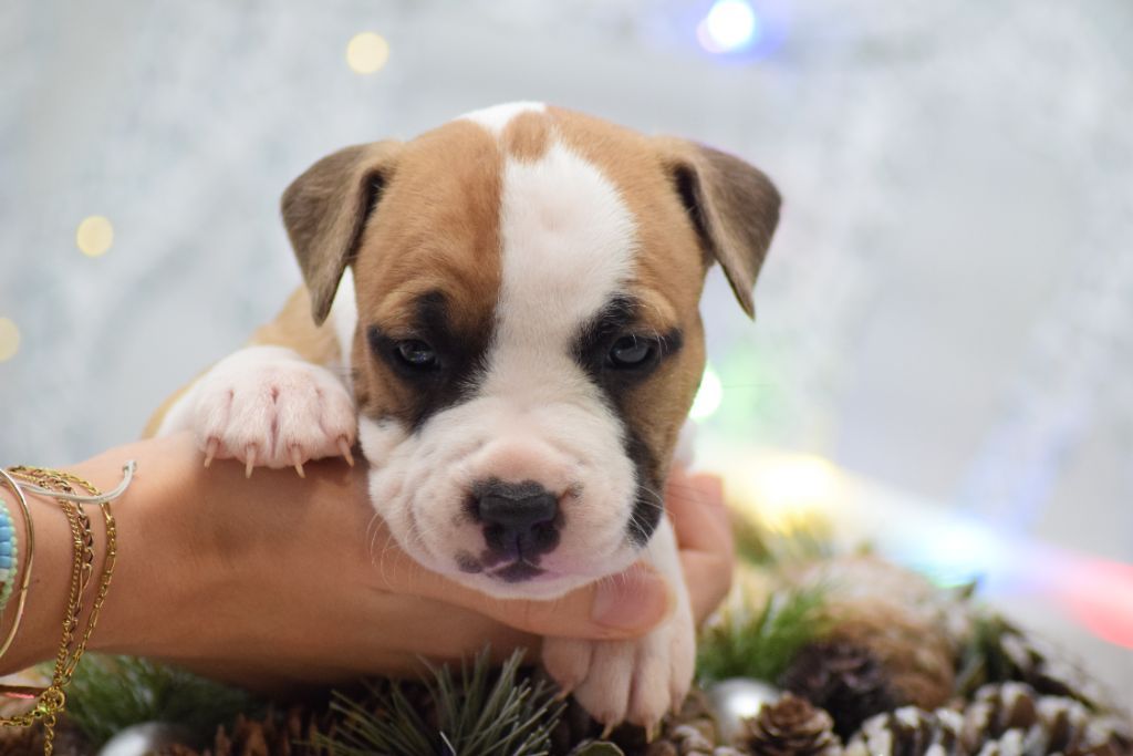 Of Passion Amstaff  - Chiots disponibles - American Staffordshire Terrier