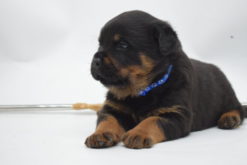 Of Passion Amstaff  - Chiots disponibles - Rottweiler