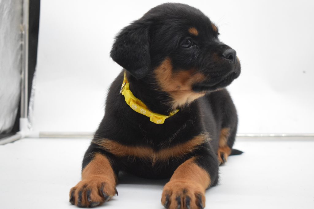 Of Passion Amstaff  - Chiots disponibles - Rottweiler