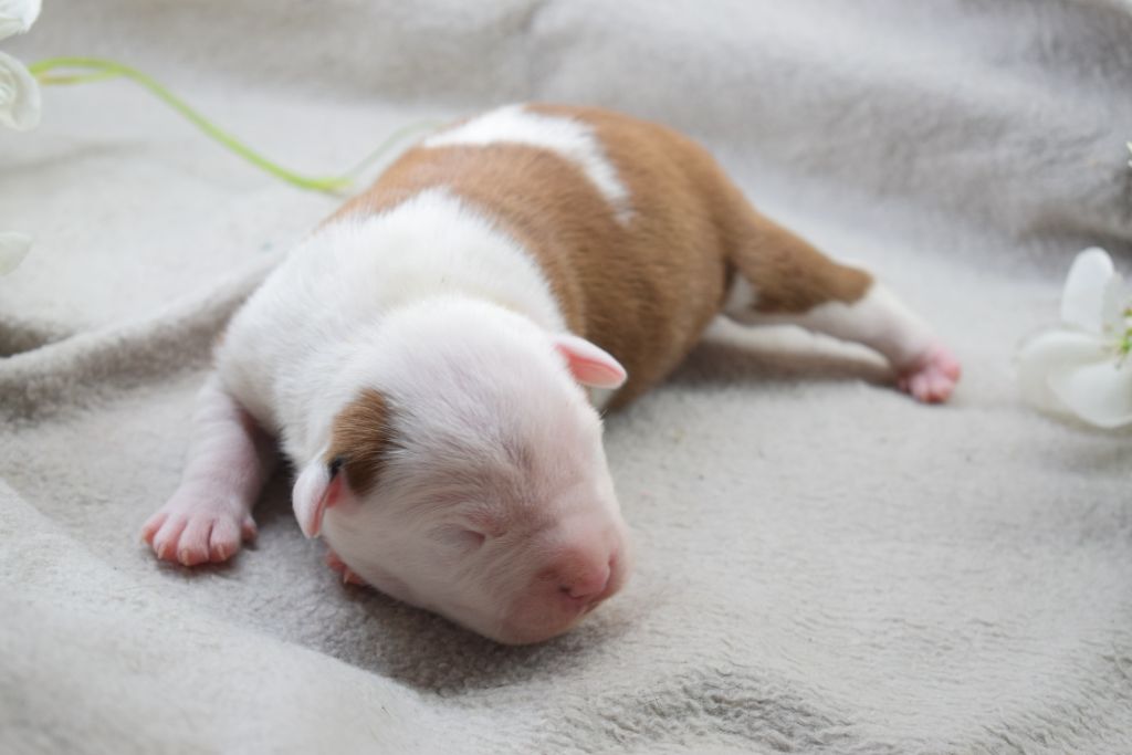 Of Passion Amstaff - Chiots disponibles - American Staffordshire Terrier
