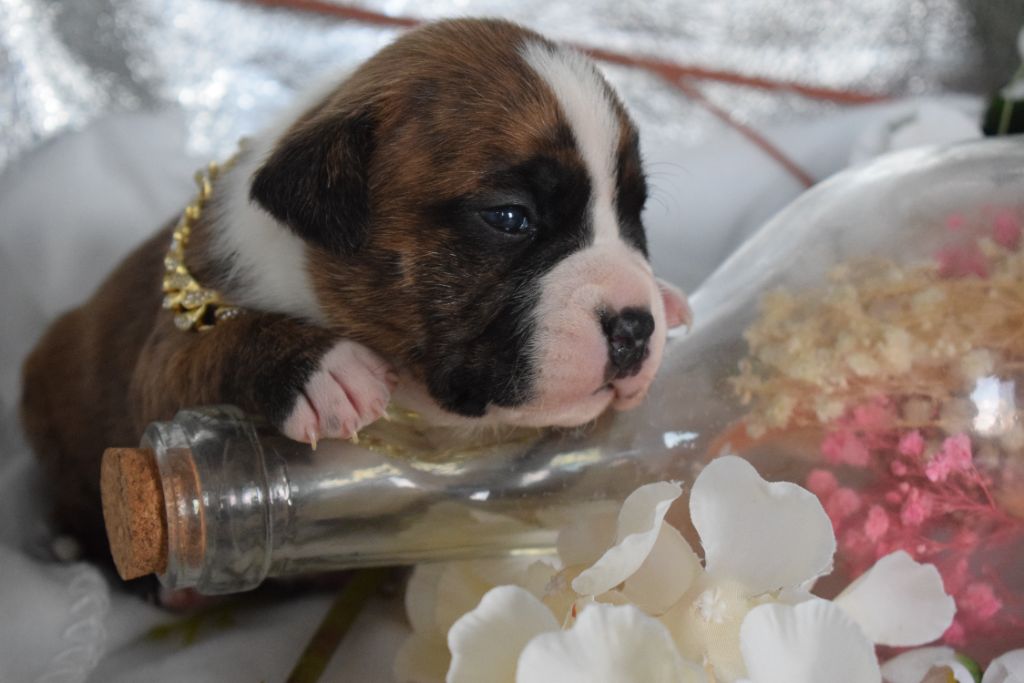 Of Passion Amstaff  - Chiots disponibles - American Staffordshire Terrier