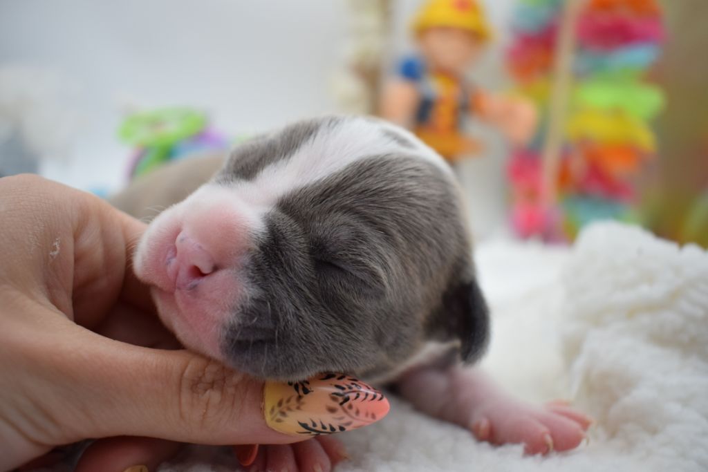 Of Passion Amstaff  - American Staffordshire Terrier - Portée née le 11/05/2021