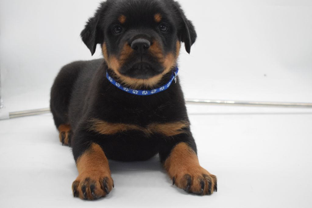 Of Passion Amstaff  - Chiots disponibles - Rottweiler