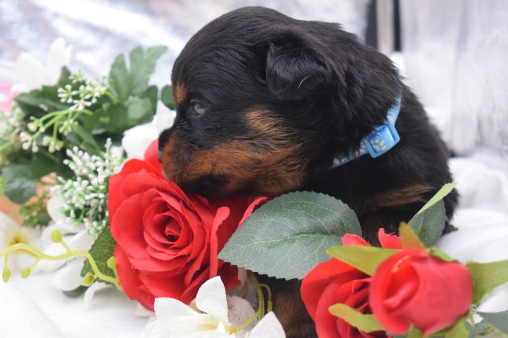 Of Passion Amstaff  - Chiots disponibles - Rottweiler