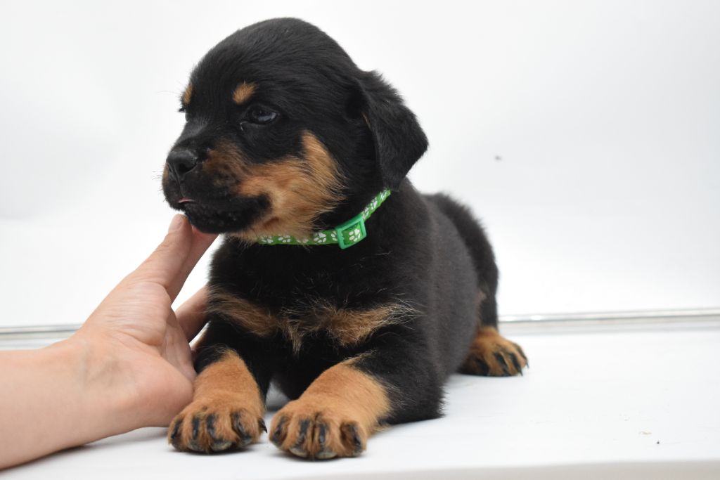 Of Passion Amstaff  - Chiots disponibles - Rottweiler