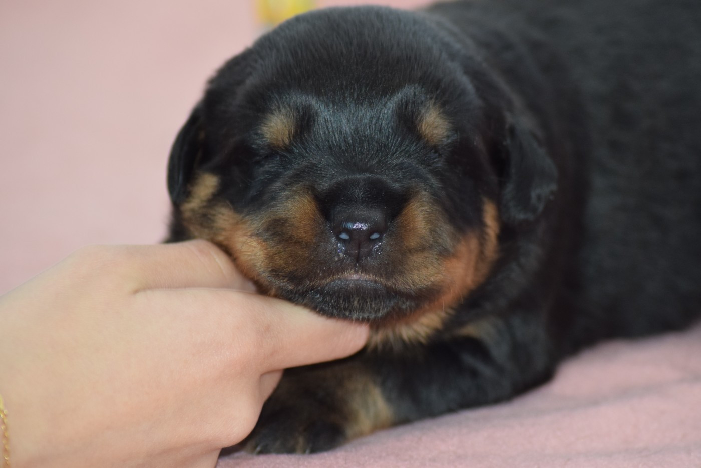 Of Passion Amstaff  - Chiots disponibles - Rottweiler