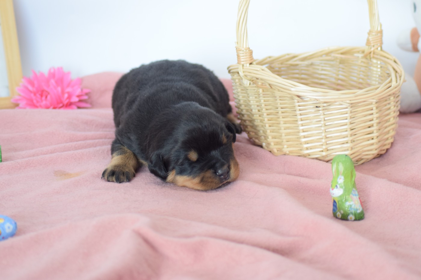 Of Passion Amstaff  - Chiots disponibles - Rottweiler