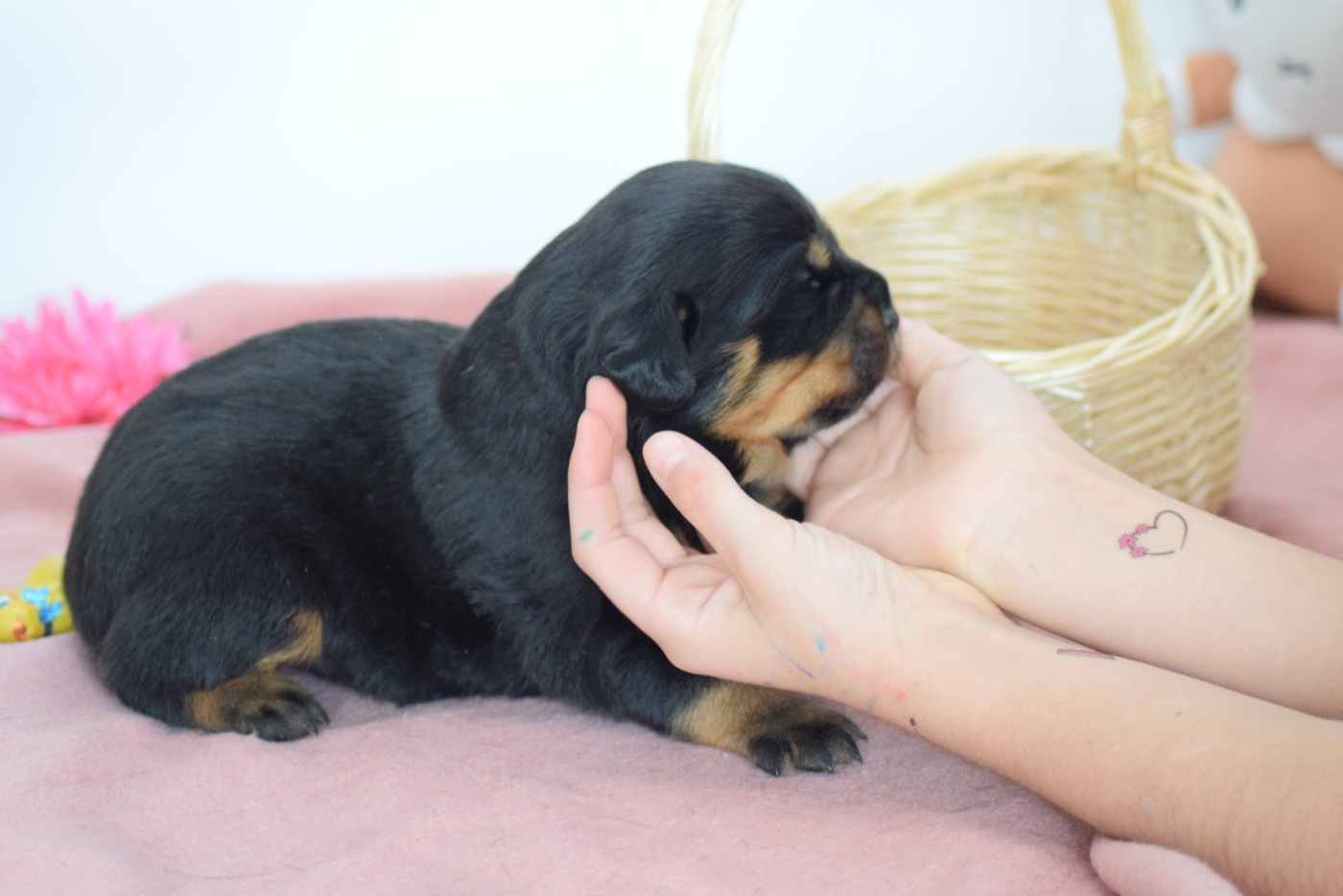 Of Passion Amstaff  - Chiots disponibles - Rottweiler