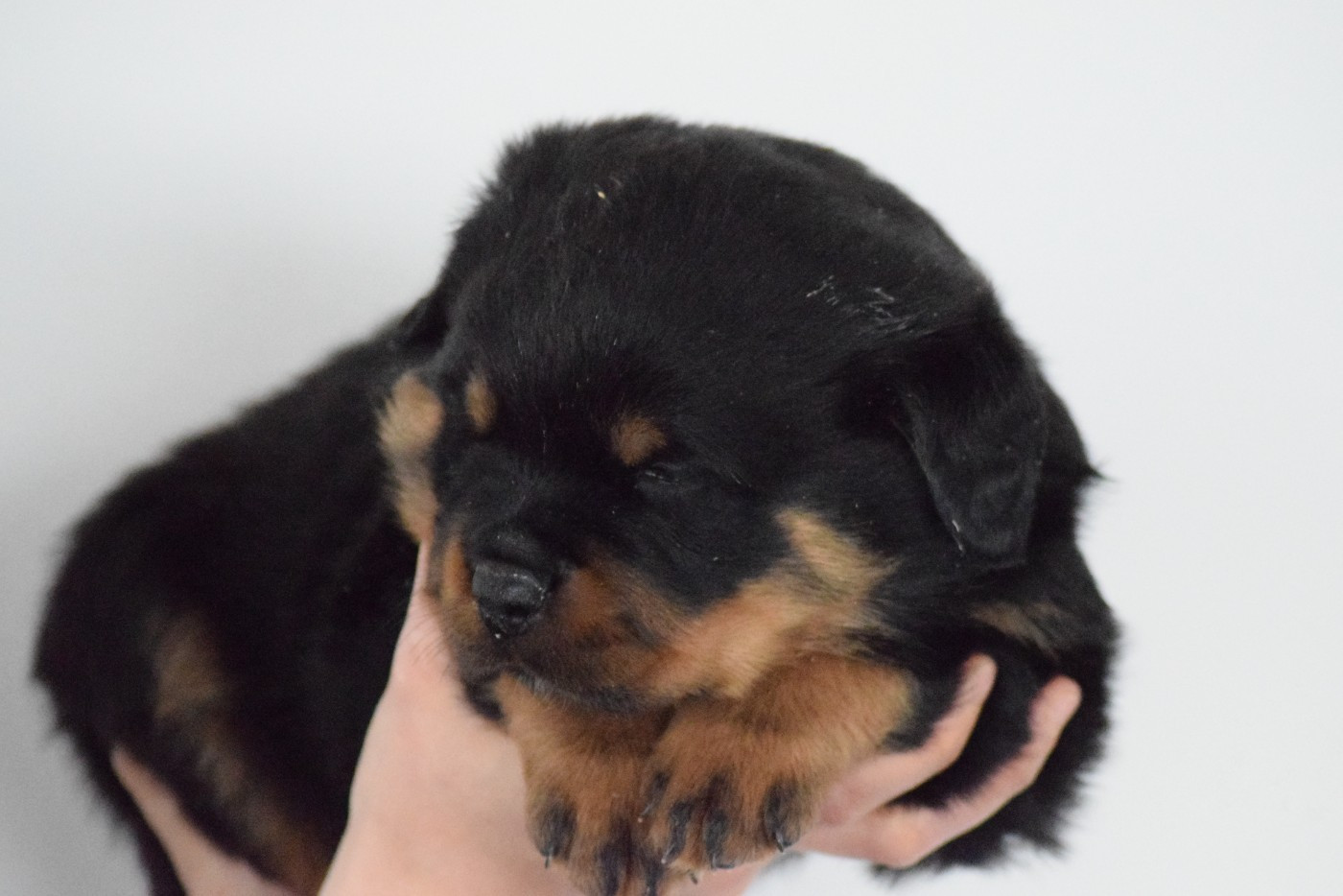 Of Passion Amstaff  - Chiots disponibles - Rottweiler