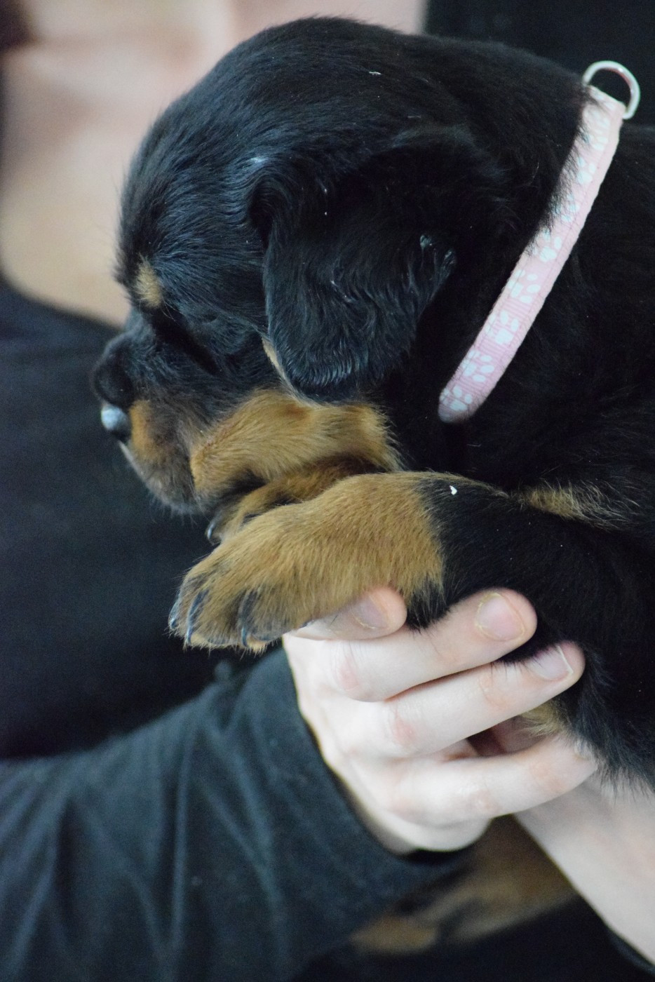 Of Passion Amstaff  - Chiots disponibles - Rottweiler