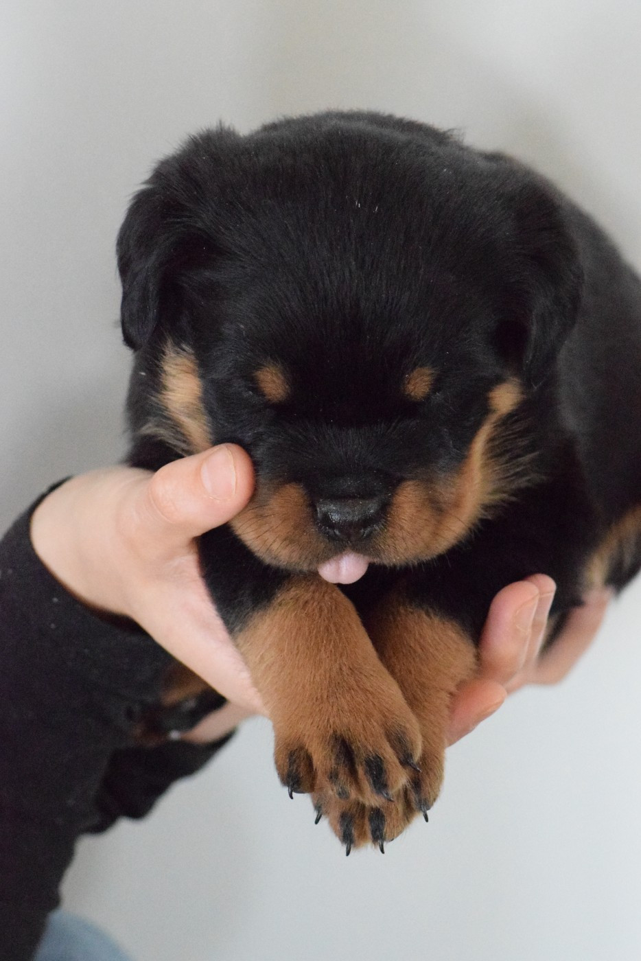 Of Passion Amstaff  - Chiots disponibles - Rottweiler