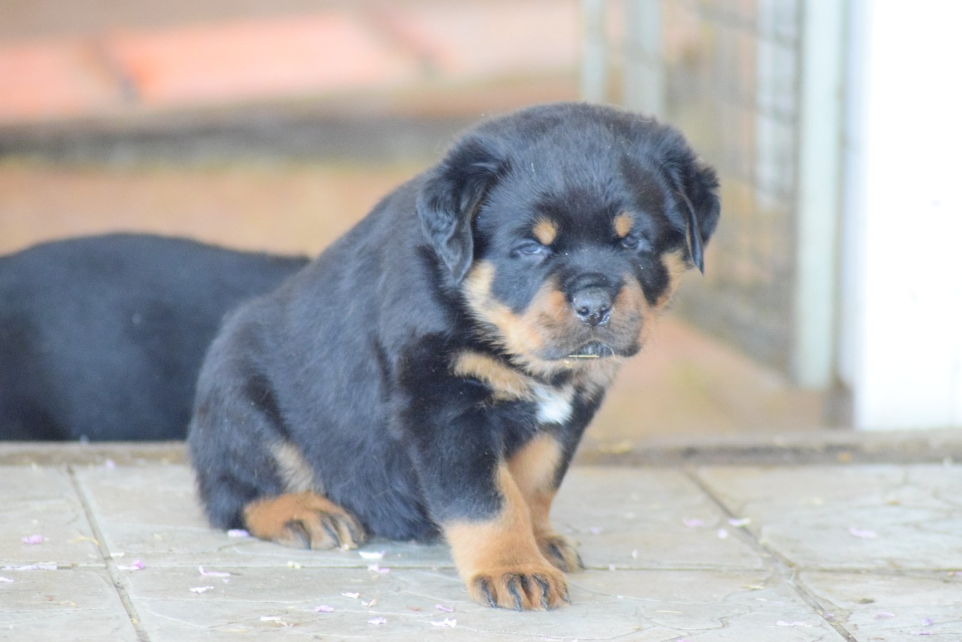 Of Passion Amstaff  - Chiots disponibles - Rottweiler