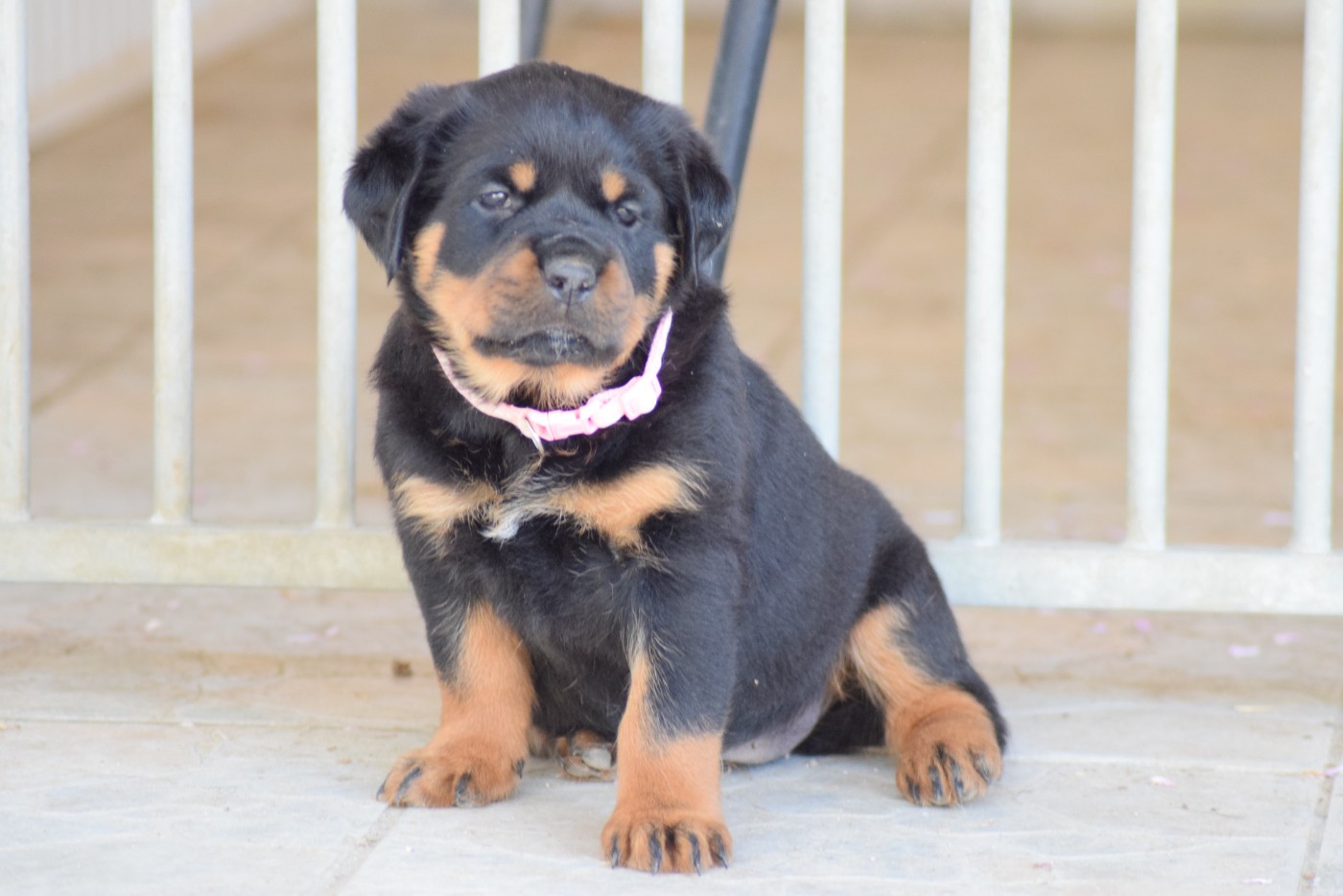 Of Passion Amstaff  - Chiots disponibles - Rottweiler
