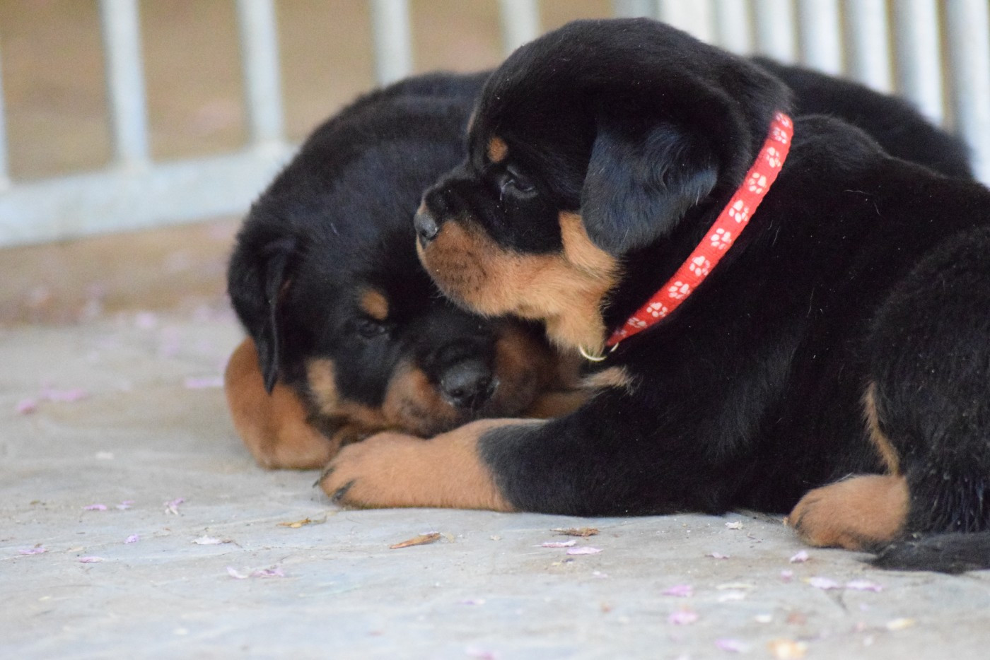 Of Passion Amstaff  - Chiots disponibles - Rottweiler