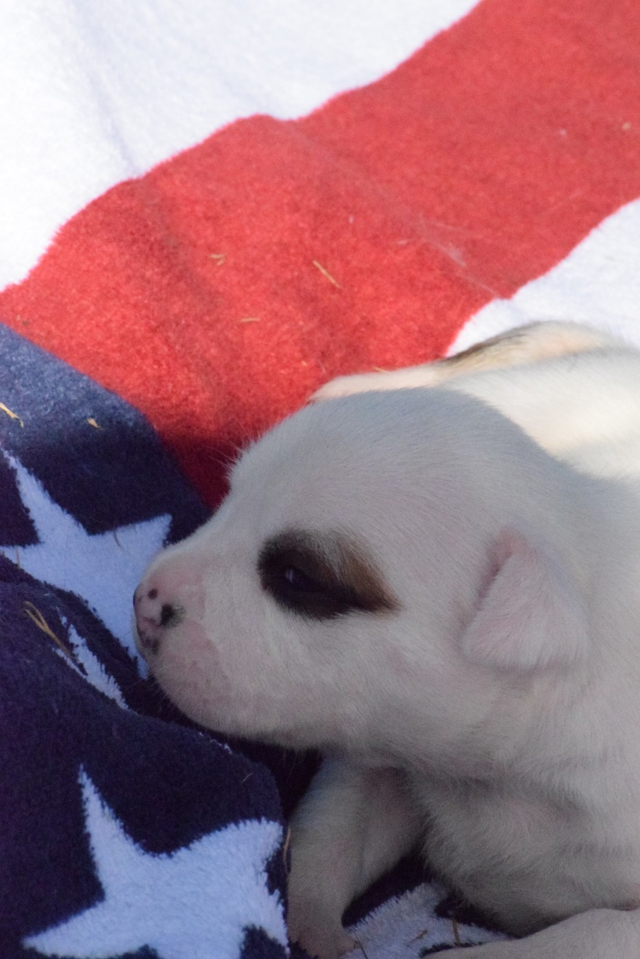 Of Passion Amstaff  - Chiots disponibles - American Staffordshire Terrier