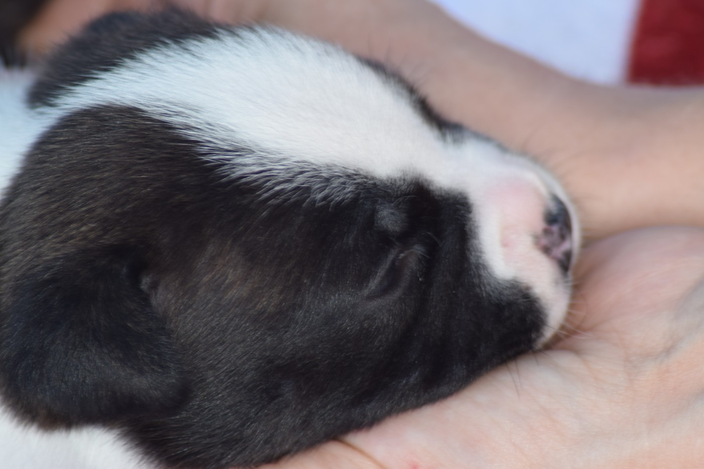 Of Passion Amstaff  - Chiots disponibles - American Staffordshire Terrier