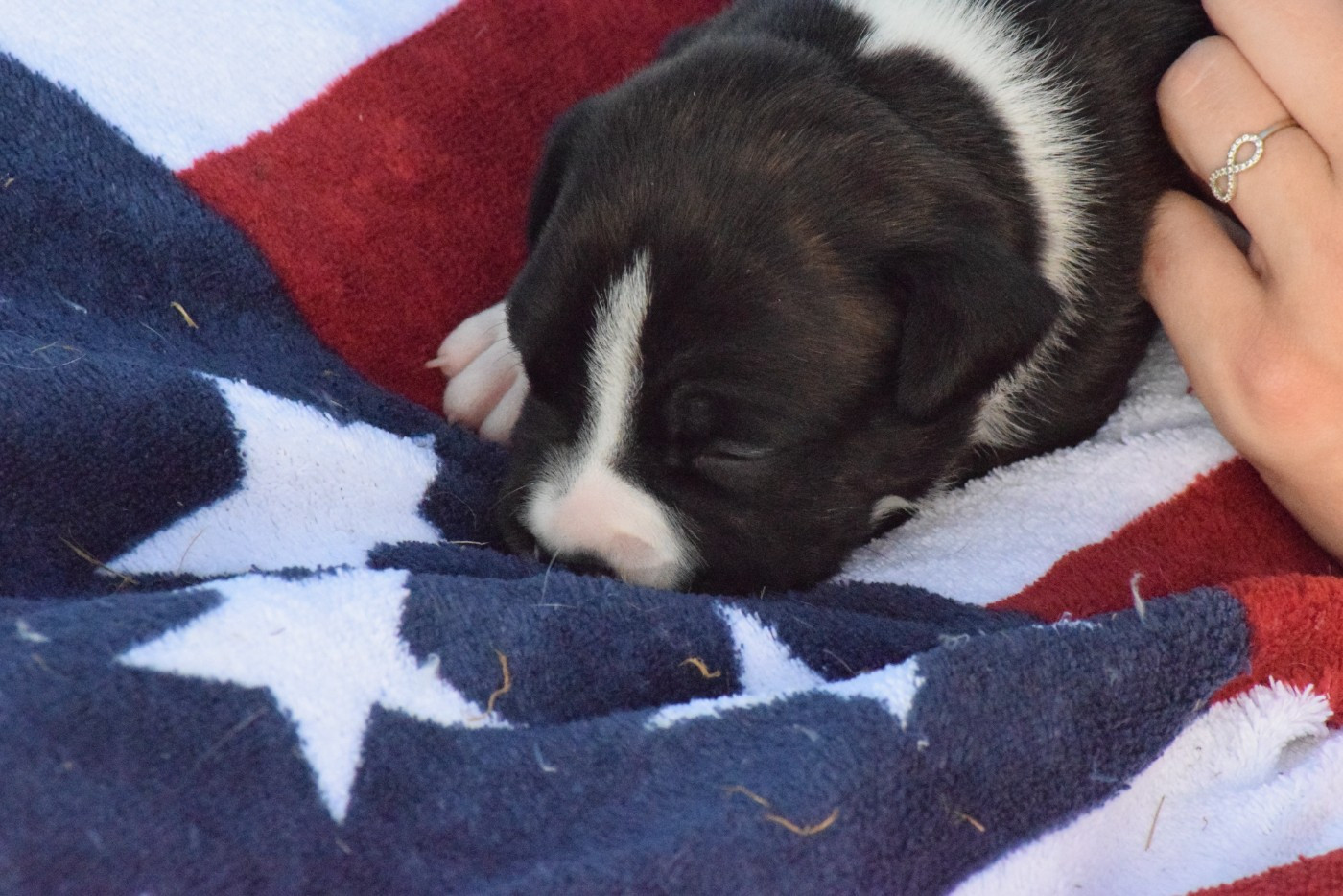 Of Passion Amstaff  - Chiots disponibles - American Staffordshire Terrier