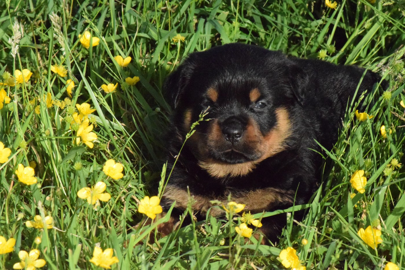 Of Passion Amstaff  - Chiots disponibles - Rottweiler