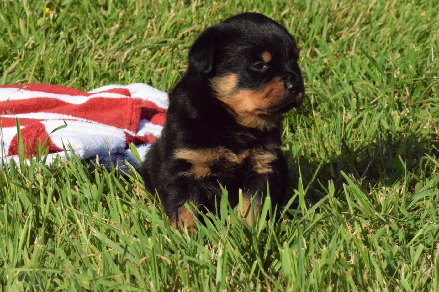 Of Passion Amstaff  - Chiots disponibles - Rottweiler