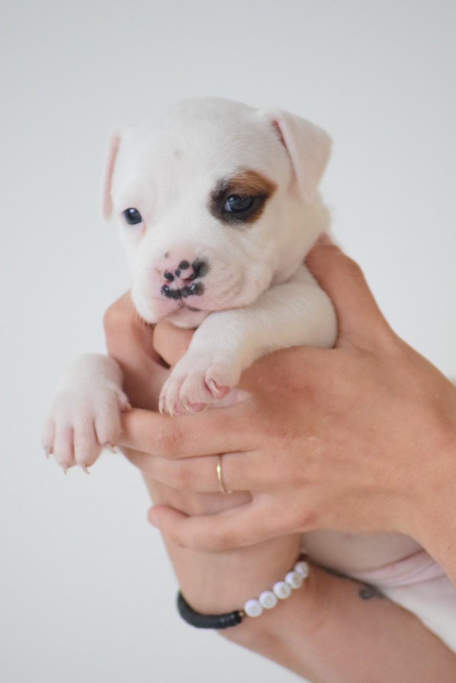 Of Passion Amstaff  - Chiots disponibles - American Staffordshire Terrier
