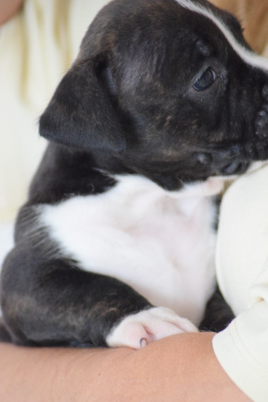Of Passion Amstaff  - Chiots disponibles - American Staffordshire Terrier