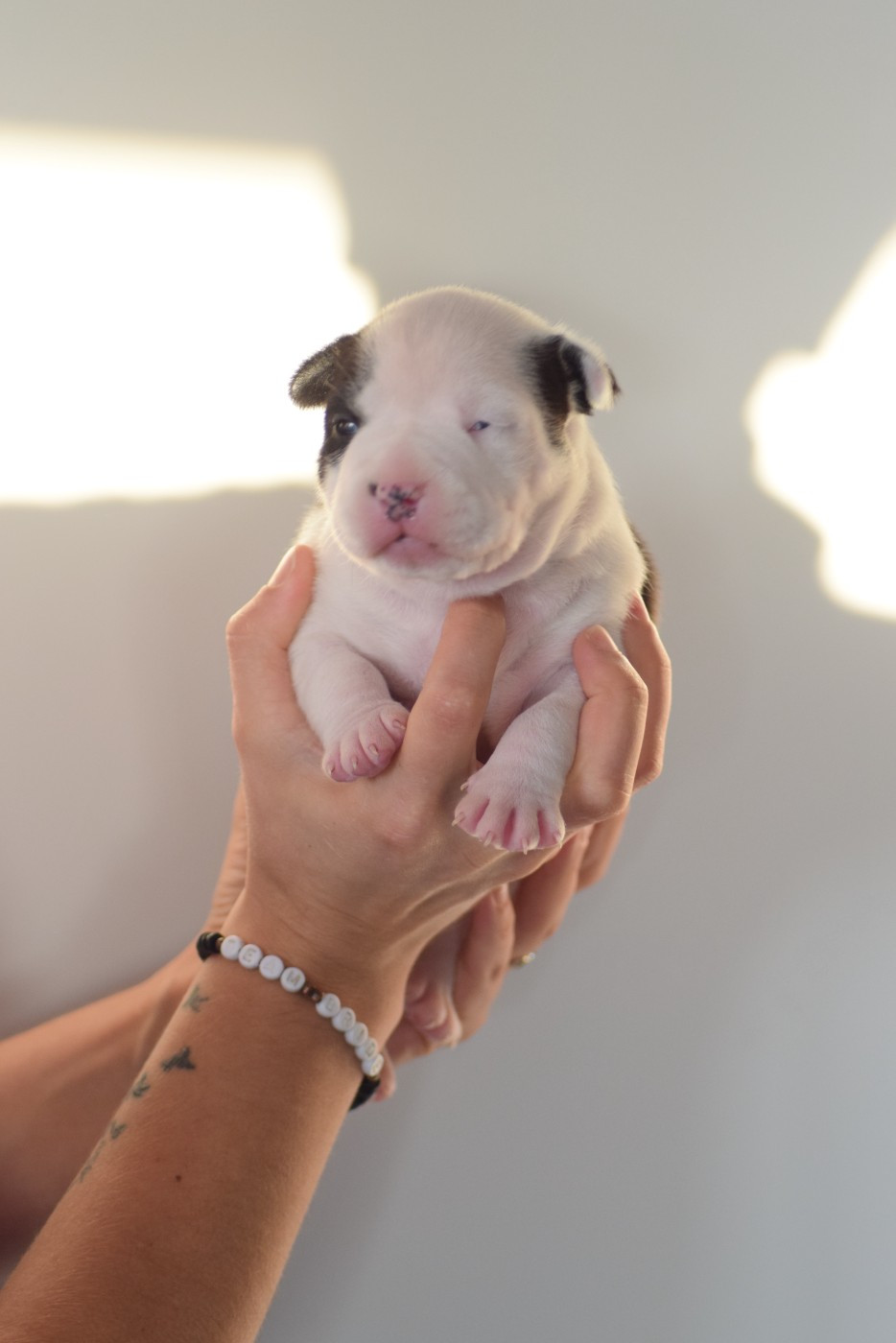 Of Passion Amstaff  - Chiots disponibles - American Staffordshire Terrier
