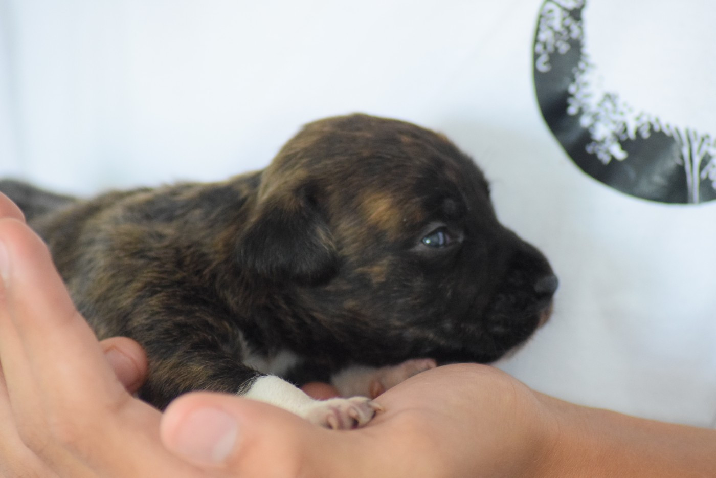 Of Passion Amstaff  - Chiots disponibles - American Staffordshire Terrier