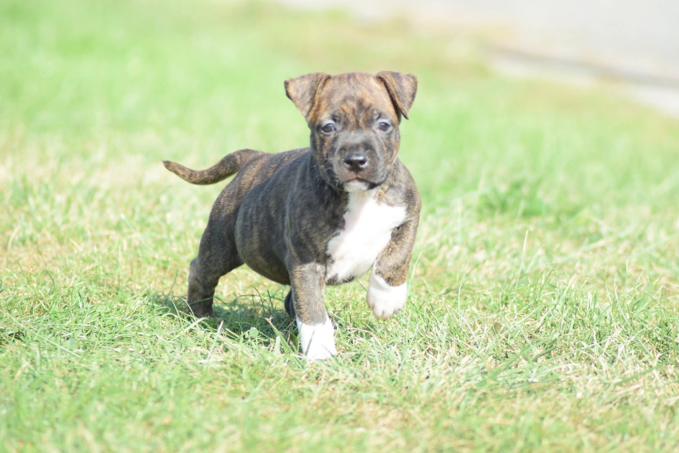 Of Passion Amstaff  - Chiots disponibles - American Staffordshire Terrier