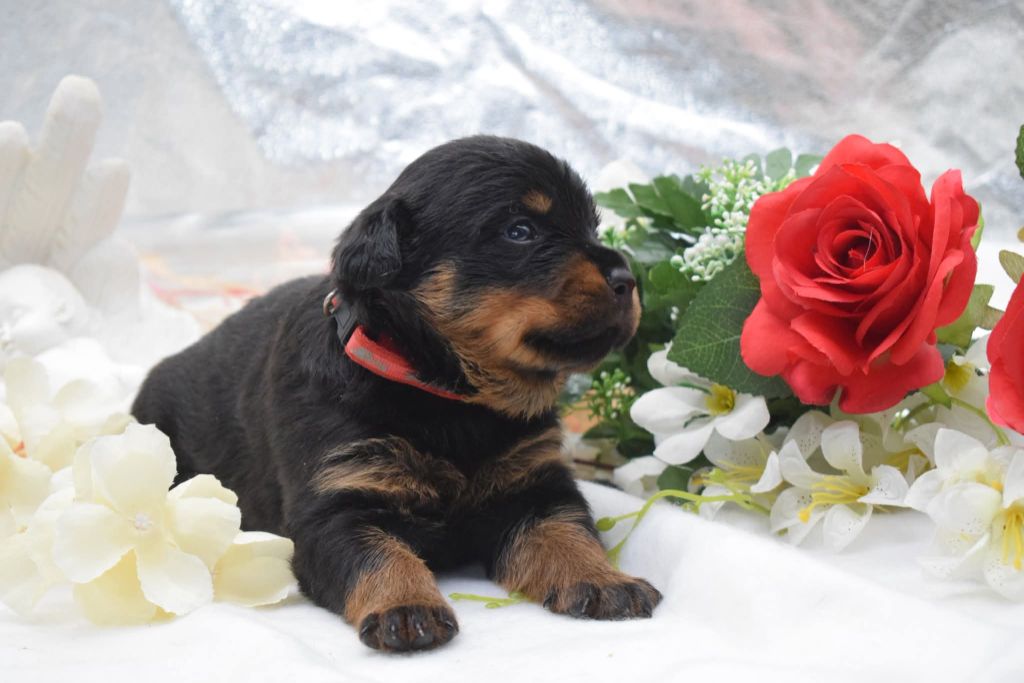 Of Passion Amstaff  - Chiots disponibles - Rottweiler